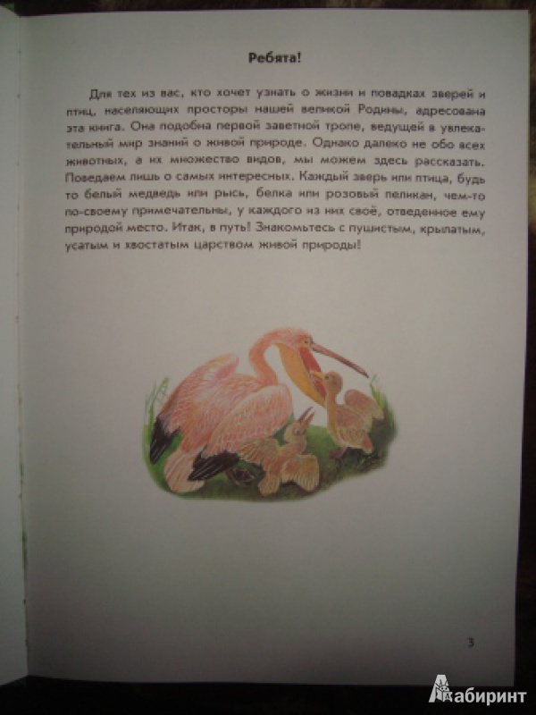Иллюстрация 5 из 40 для Азбука живой природы - Александр Барков | Лабиринт - книги. Источник: Мама, просто мама