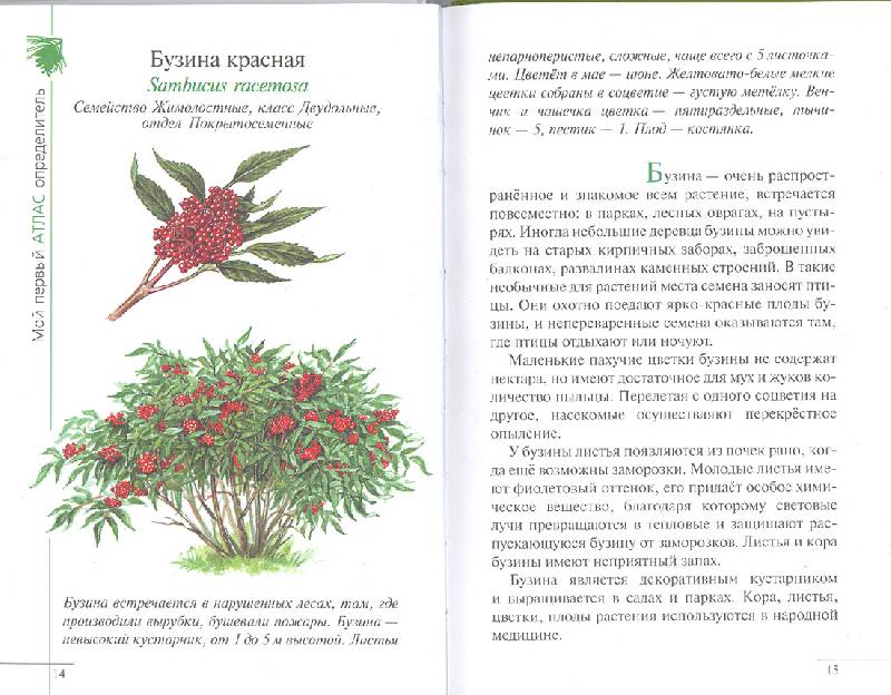 Иллюстрация 14 из 15 для Атлас: Растения леса (3220) - Козлова, Сивоглазов | Лабиринт - книги. Источник: мамаОля