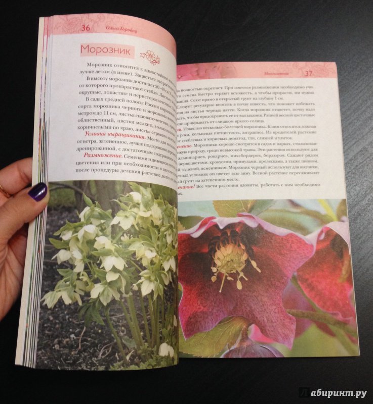 Иллюстрация 12 из 12 для Лучшие цветы для вашего сада - Ольга Городец | Лабиринт - книги. Источник: K@nfetka