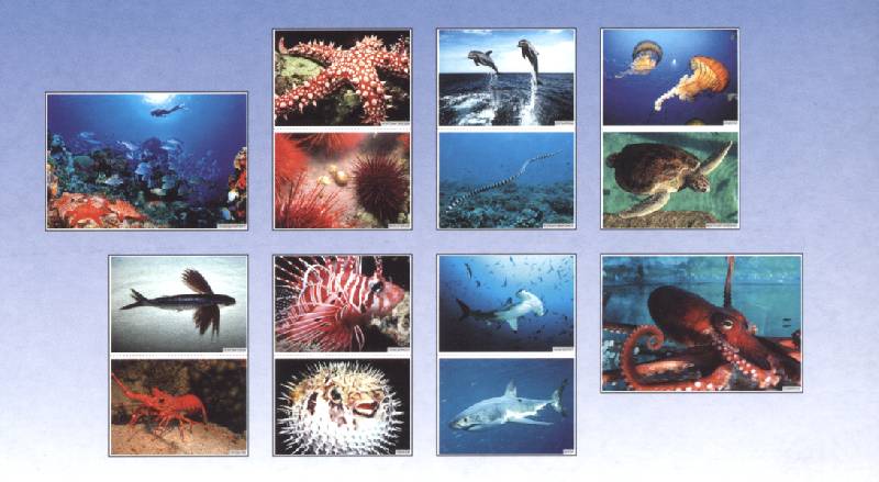 Иллюстрация 20 из 20 для Мир в картинках: Морские обитатели. 3-7 лет | Лабиринт - книги. Источник: РИВА