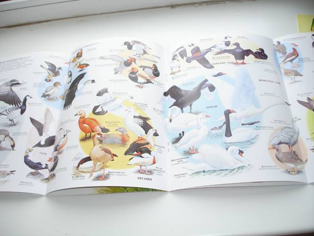 Иллюстрация 80 из 96 для Мир животных (17 книг в боксе) | Лабиринт - книги. Источник: Осьминожка