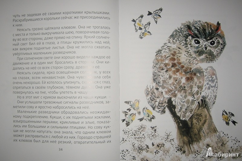 Иллюстрация 9 из 45 для Лесные разведчики - Виталий Бианки | Лабиринт - книги. Источник: Трухина Ирина