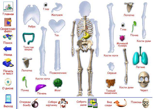 Иллюстрация 4 из 15 для Мое тело. Как оно устроено?: Интерактивная энциклопедия (CDpc) | Лабиринт - . Источник: Galia