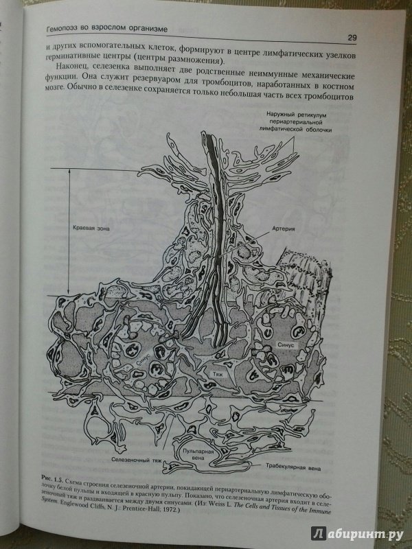 Иллюстрация 10 из 28 для Патофизиология крови - Фред Шиффман | Лабиринт - книги. Источник: Angreniel