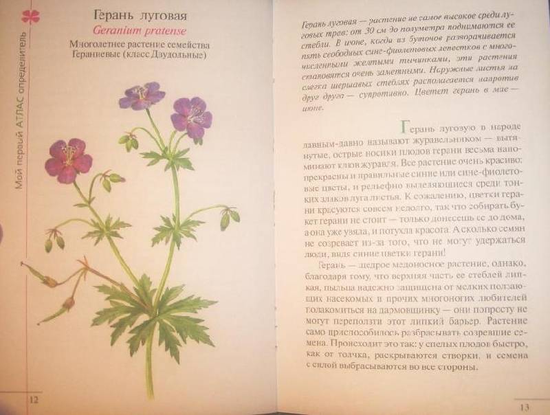 Иллюстрация 7 из 21 для Атлас: Растения луга - Козлова, Сивоглазов | Лабиринт - книги. Источник: Сокол1