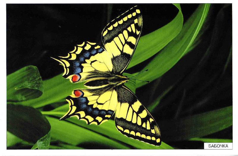 Иллюстрация 3 из 26 для Расскажите детям о насекомых - Э. Емельянова | Лабиринт - книги. Источник: С  М В