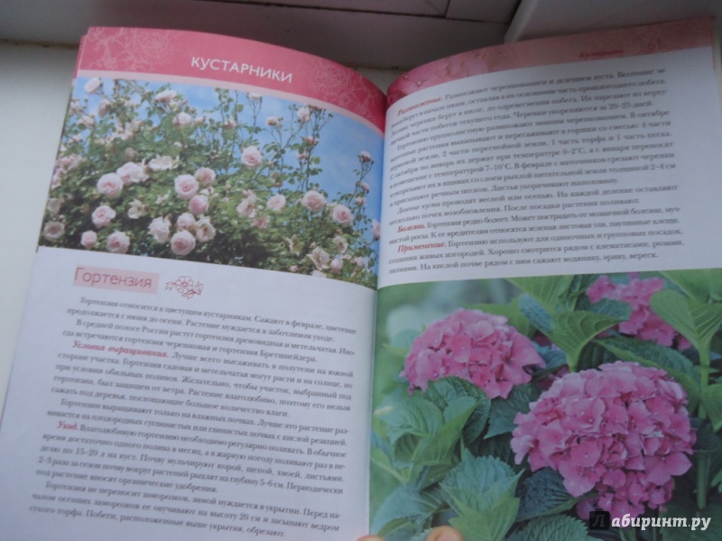 Иллюстрация 8 из 12 для Лучшие цветы для вашего сада - Ольга Городец | Лабиринт - книги. Источник: Аверьянова  Ангелина