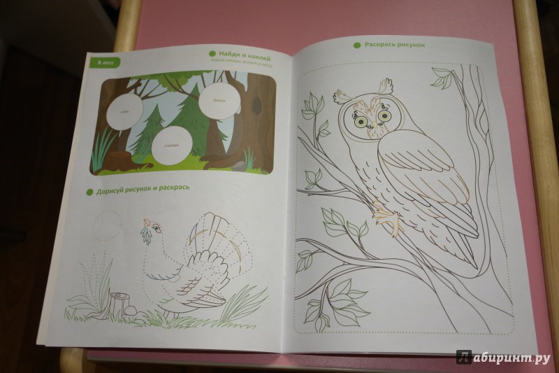 Иллюстрация 7 из 12 для Птицы. Кто где обитает. Обучающая раскраска с наклейками | Лабиринт - книги. Источник: Маргарита