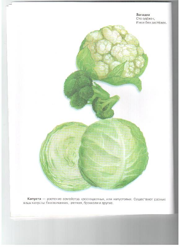 Иллюстрация 2 из 14 для Дидактический материал "Мир вокруг нас". "Овощи" - И. Васильева | Лабиринт - книги. Источник: gabi