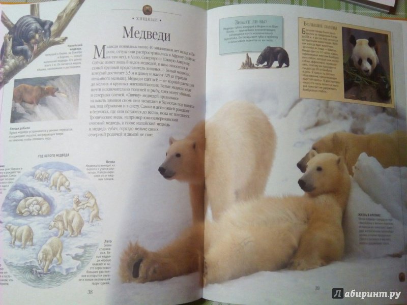 Иллюстрация 28 из 32 для Млекопитающие. Иллюстрированная энциклопедия | Лабиринт - книги. Источник: Лабиринт