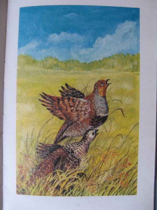Иллюстрация 16 из 18 для Синичкин календарь - Виталий Бианки | Лабиринт - книги. Источник: Осень-рыжая подружка.