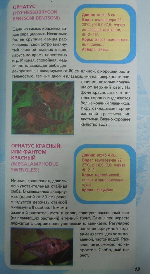 Иллюстрация 12 из 14 для Самые популярные аквариумные рыбки - Каль, Каль, Фогт | Лабиринт - книги. Источник: Королева  Кристина