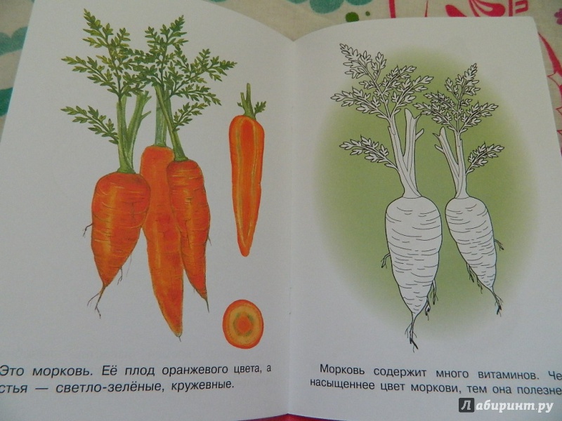 Иллюстрация 16 из 19 для Раскраска "Овощи" | Лабиринт - книги. Источник: Nnatalek