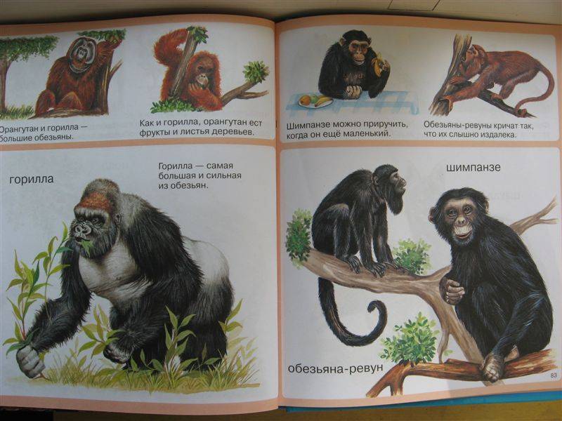 Иллюстрация 4 из 35 для Животные - Мари-Рене Пимон | Лабиринт - книги. Источник: Юта