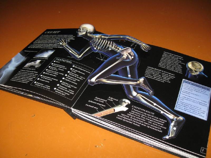 Иллюстрация 5 из 28 для Анатомия человека. Школа открытий - Стив Паркер | Лабиринт - книги. Источник: Ирина Викторовна