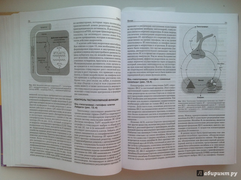 Иллюстрация 14 из 51 для Базисная и клиническая эндокринология. Книга 2 - Гарднер, Шобек | Лабиринт - книги. Источник: Sunnygirl