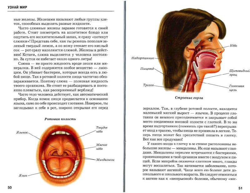 Иллюстрация 23 из 47 для Анатомия человека - Сергей Афонькин | Лабиринт - книги. Источник: Юта