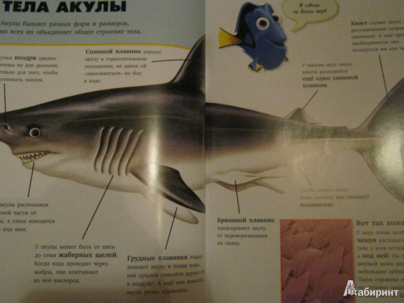 Иллюстрация 11 из 40 для Акулы | Лабиринт - книги. Источник: Евгения39