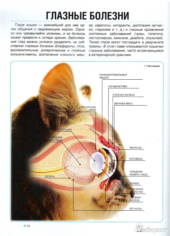 Иллюстрация 2 из 30 для Ваша кошка. Иллюстрированный диагностический атлас. Здоровье, первая помощь - Георгий Галанин | Лабиринт - книги. Источник: Oslik IA