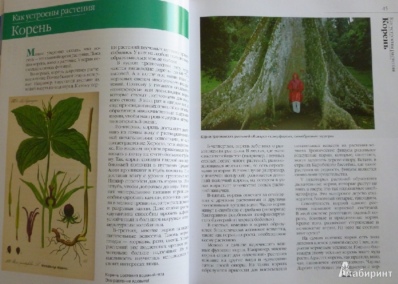 Иллюстрация 34 из 50 для В мире растений - Дикарева, Леонова | Лабиринт - книги. Источник: дева