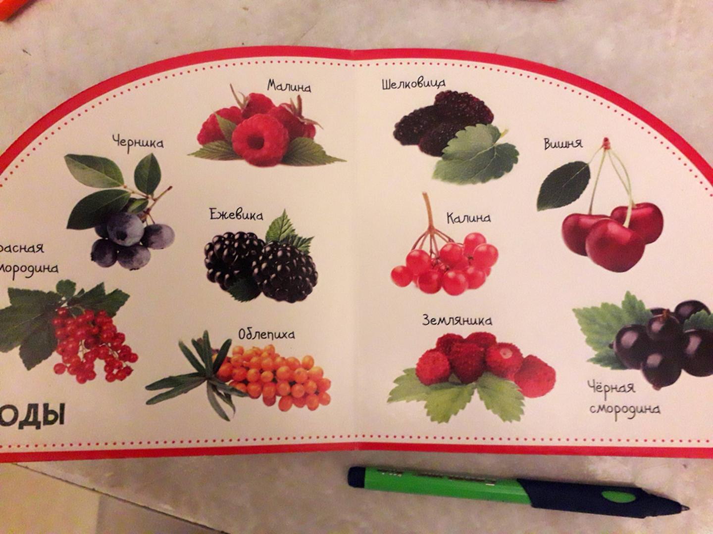 Иллюстрация 5 из 6 для Овощи и фрукты. Смотрим и запоминаем - Мария Жученко | Лабиринт - книги. Источник: Svetok
