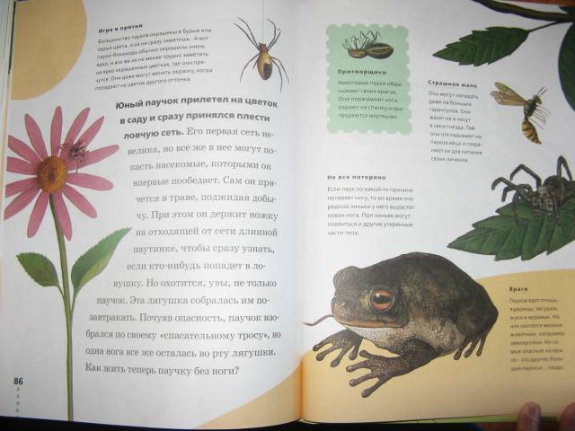 Иллюстрация 20 из 37 для Муравьи, кузнечики, пауки - Тинг Моррис | Лабиринт - книги. Источник: varta