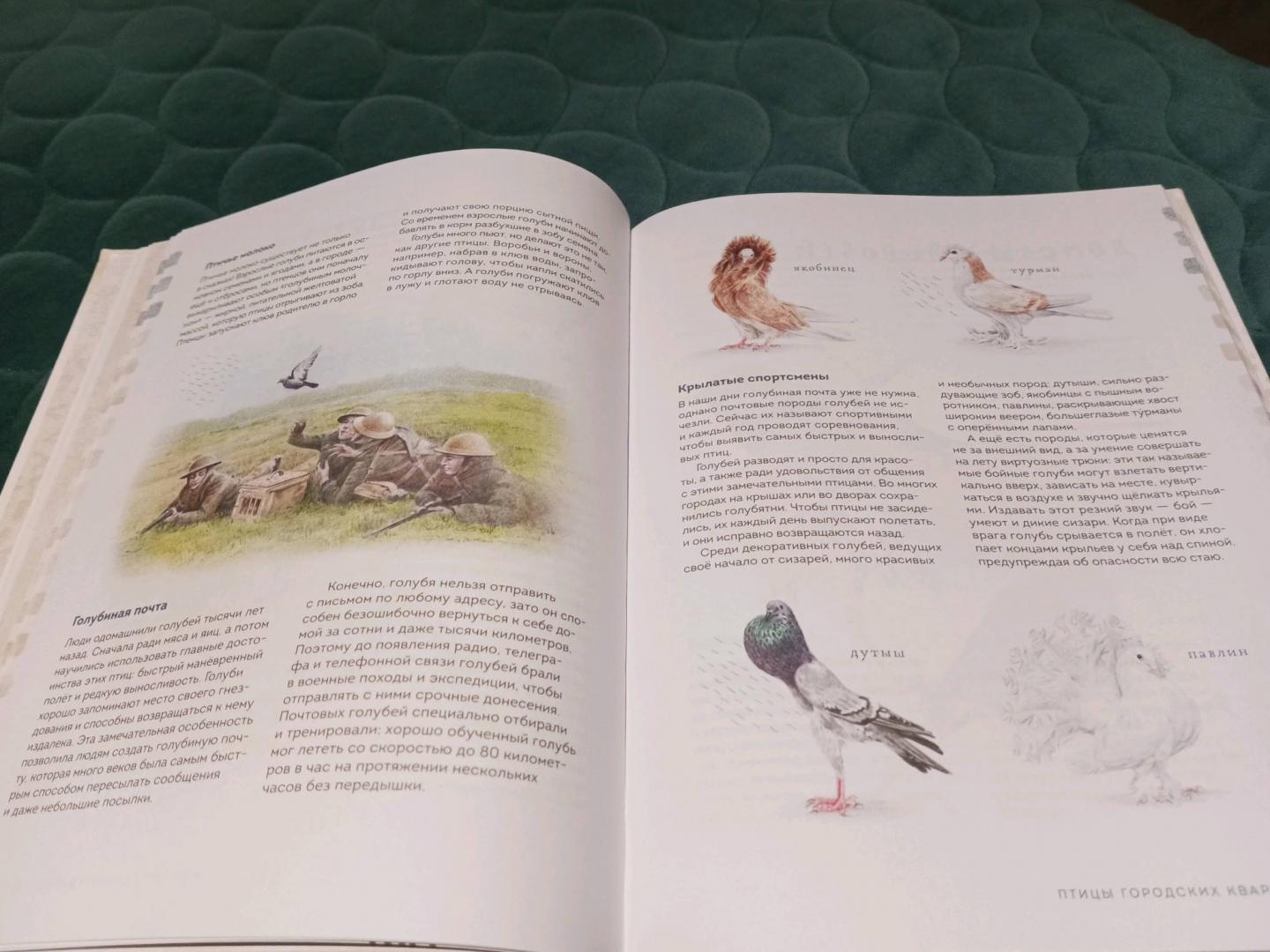 Иллюстрация 154 из 156 для Птицы в городе. Где найти и как узнать - Анна Васильева | Лабиринт - книги. Источник: Лабиринт