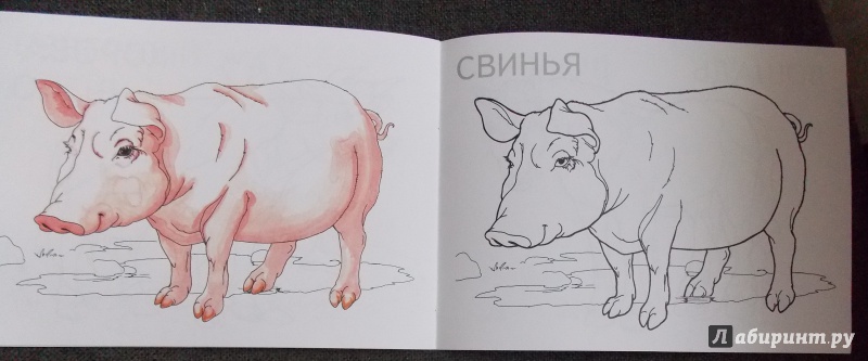 Иллюстрация 9 из 20 для Домашние животные. ФГОС ДО | Лабиринт - книги. Источник: Sweet mama