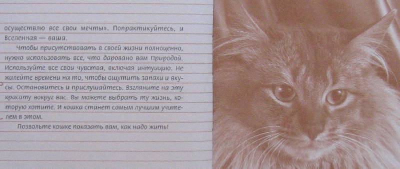 Иллюстрация 5 из 7 для Задушевные разговоры с кошками и котами. Диалоги о кошачьей мудрости - Кейт Солисти-Мэттлон | Лабиринт - книги. Источник: Флоренция