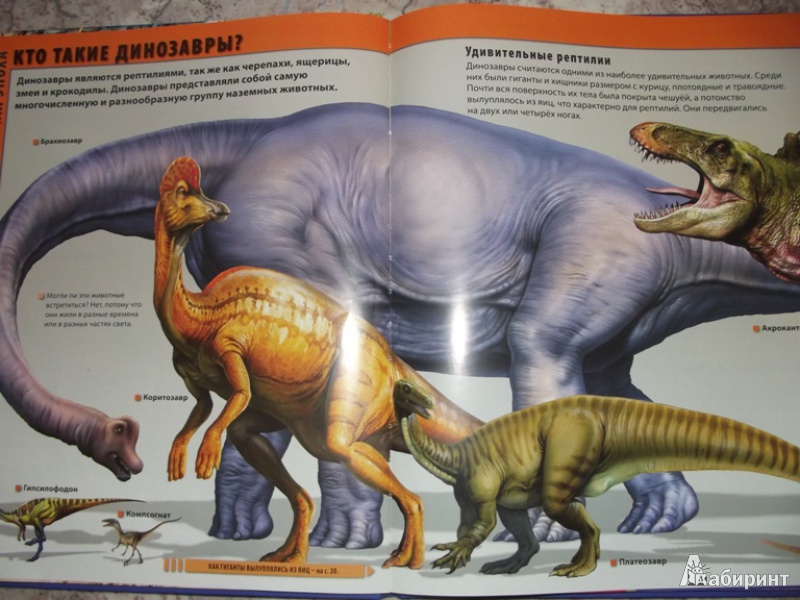 Иллюстрация 2 из 22 для Мир динозавров - Барбара Маевская | Лабиринт - книги. Источник: Киреева  Анастасия Сергеевна