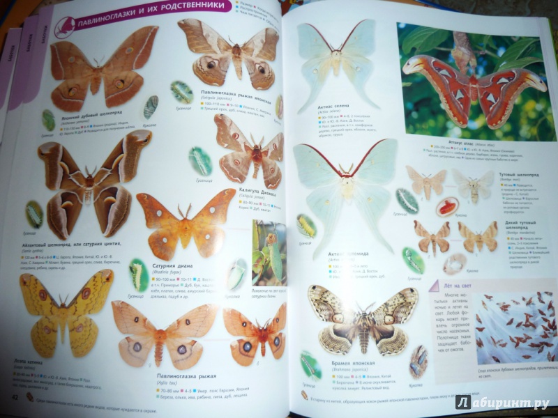Иллюстрация 37 из 39 для Самые красивые в мире: бабочки, жуки, стрекозы, цикады, кузнечики, пауки и скорпионы | Лабиринт - книги. Источник: настя тимарг