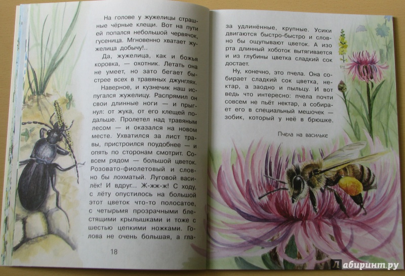 Иллюстрация 28 из 46 для Сидел в траве кузнечик - Юрий Аракчеев | Лабиринт - книги. Источник: Штерн  Яна