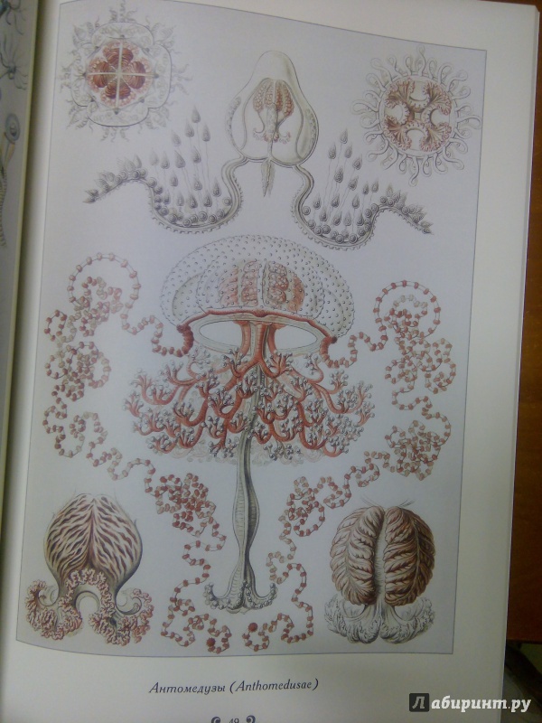 Иллюстрация 10 из 19 для Красота форм в природе. Э. Геккель | Лабиринт - книги. Источник: Лабиринт