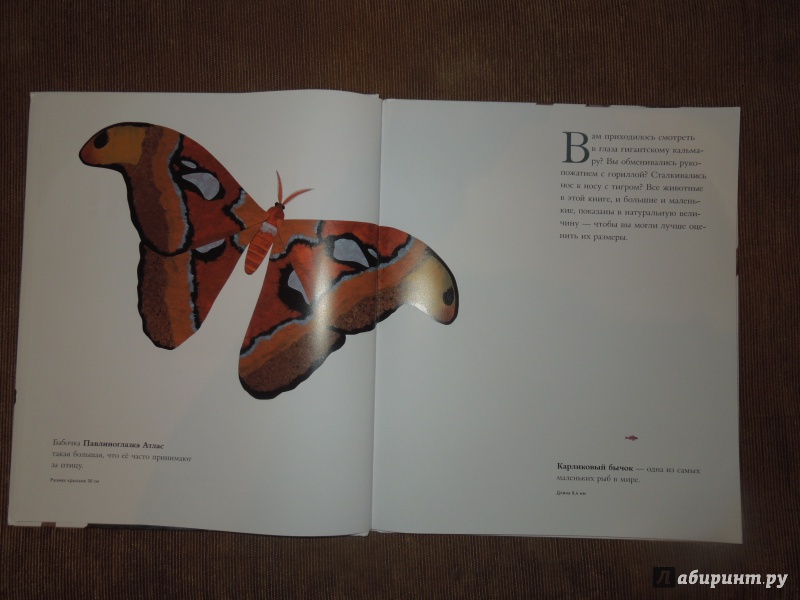 Иллюстрация 9 из 84 для Сравни! Животные в натуральную величину - Стив Дженкинс | Лабиринт - книги. Источник: ealaz