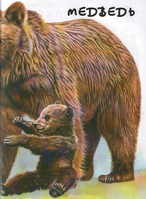 Иллюстрация 4 из 14 для В нашем лесу. Мир животных | Лабиринт - книги. Источник: Кнопа2