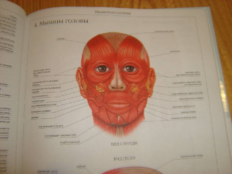 Иллюстрация 30 из 58 для Атлас анатомии человека | Лабиринт - книги. Источник: Константин Александрович