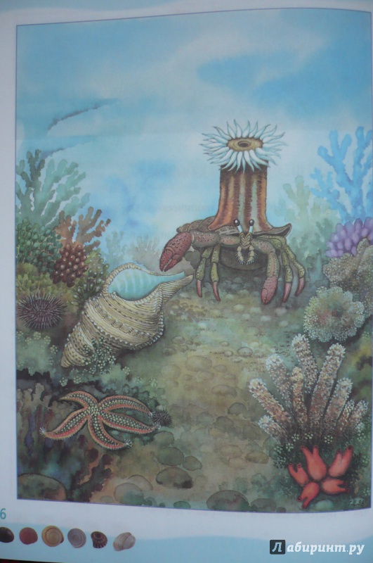 Иллюстрация 2 из 39 для Тайны морского дна: книга для чтения детям - Геннадий Целищев | Лабиринт - книги. Источник: Астанина  Олеся