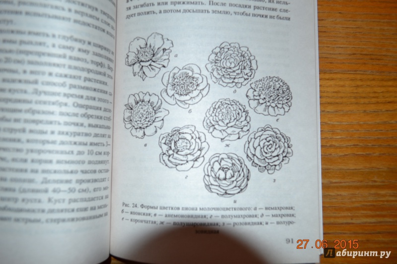 Иллюстрация 18 из 26 для Благоухающие цветы в вашем саду - Владимир Железнев | Лабиринт - книги. Источник: Белоус Марина