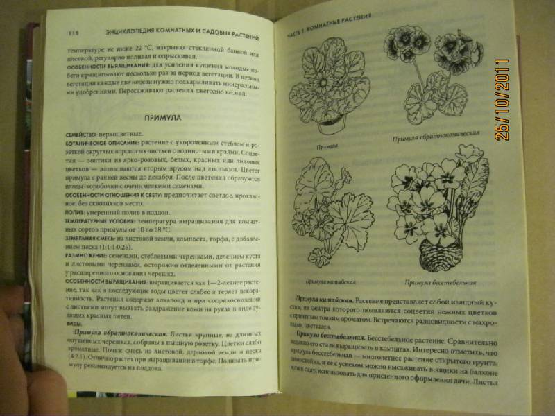 Иллюстрация 13 из 30 для Энциклопедия комнатных и садовых растений | Лабиринт - книги. Источник: Гилева  Любовь Валерьевна