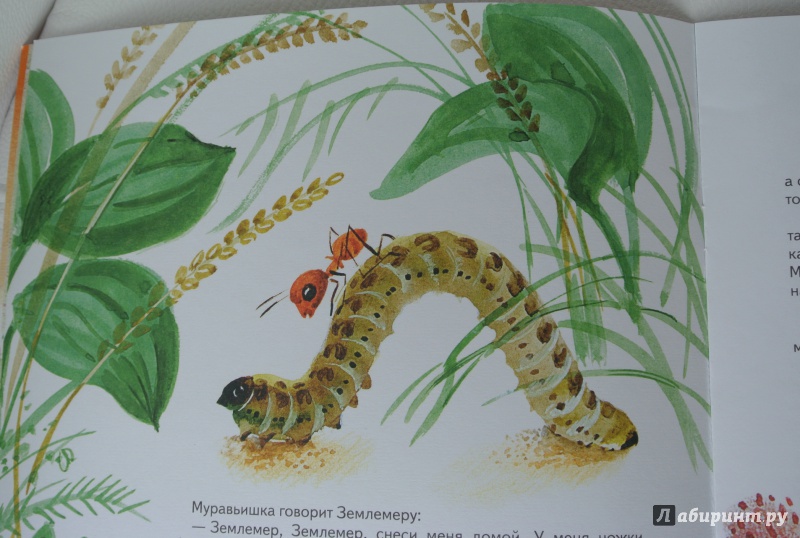 Иллюстрация 18 из 33 для Как муравьишка домой спешил - Виталий Бианки | Лабиринт - книги. Источник: adsveta