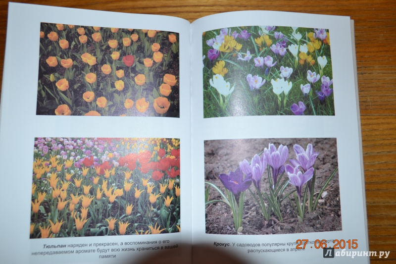 Иллюстрация 25 из 26 для Благоухающие цветы в вашем саду - Владимир Железнев | Лабиринт - книги. Источник: Белоус Марина