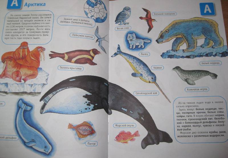Иллюстрация 20 из 30 для Океаны и моря | Лабиринт - книги. Источник: Frosty