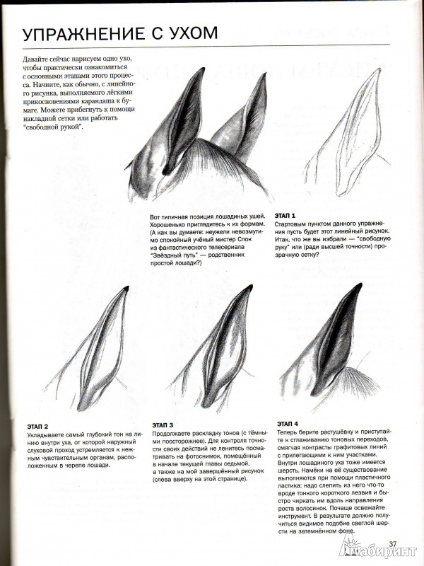Иллюстрация 3 из 8 для Учимся рисовать лошадей - Ли Хэммонд | Лабиринт - книги. Источник: Трубадур