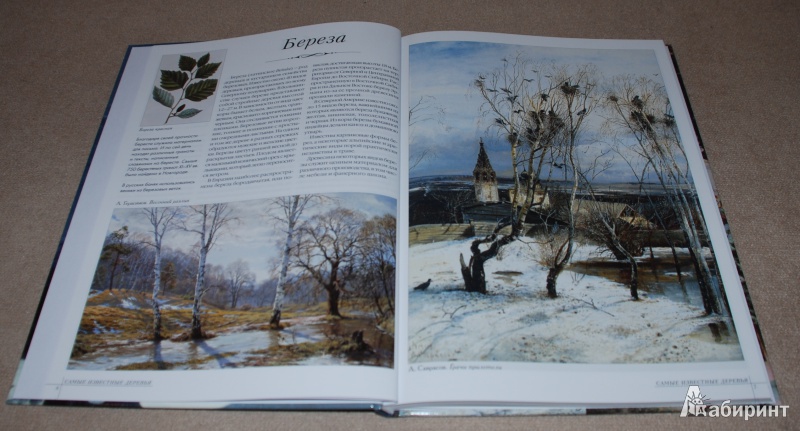 Иллюстрация 4 из 39 для Самые известные деревья | Лабиринт - книги. Источник: Книжный кот