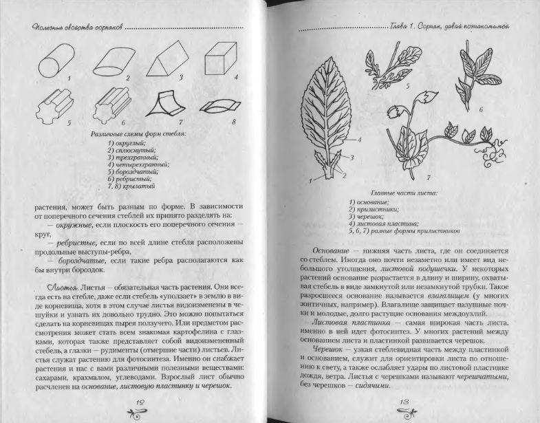 Иллюстрация 3 из 38 для Полезные свойства сорняков - Нелли Кислова | Лабиринт - книги. Источник: enotniydrug