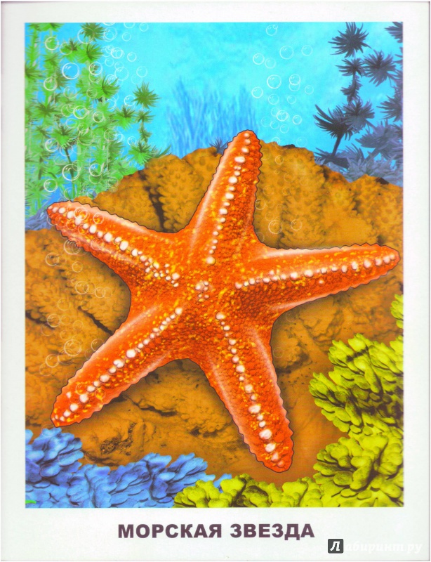 Иллюстрация 17 из 32 для Обитатели морей и океанов | Лабиринт - игрушки. Источник: Халтурина  Оксана