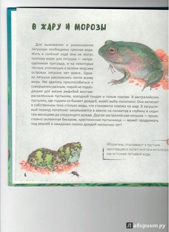 Иллюстрация 3 из 12 для Такие разные лягушки - Наталья Габеева | Лабиринт - книги. Источник: Ноженко  Андрей