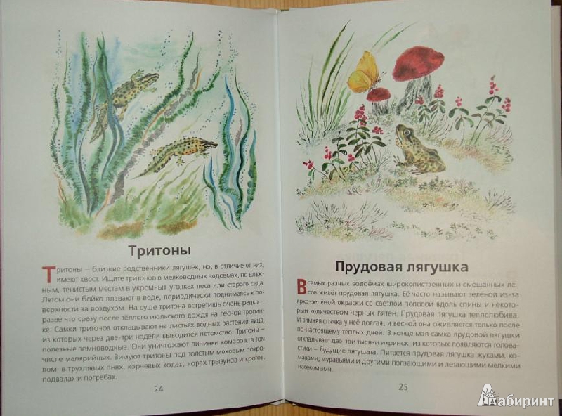 Иллюстрация 4 из 9 для Животные нашей страны (+CD) - Владимир Храбрый | Лабиринт - книги. Источник: om-2