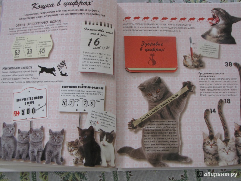 Иллюстрация 11 из 40 для Кошки. Подарок для всех, кто влюблен в кошек - Жан Кювелье | Лабиринт - книги. Источник: Nalyc
