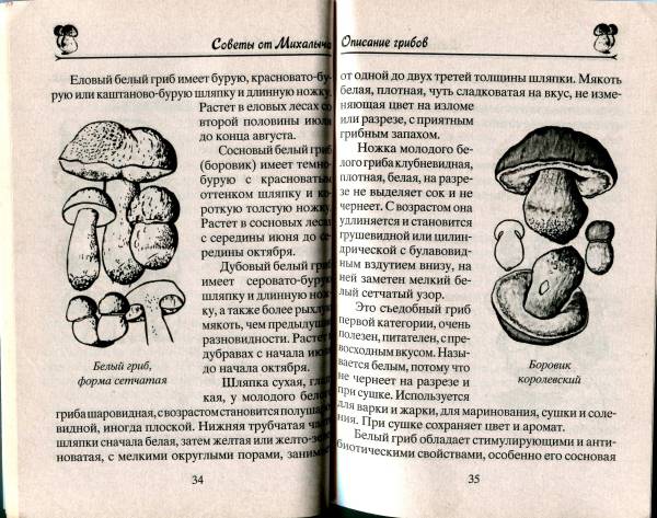 Иллюстрация 3 из 6 для Грибы. Собираем, выращиваем, заготавливаем - Николай Звонарев | Лабиринт - книги. Источник: Lared